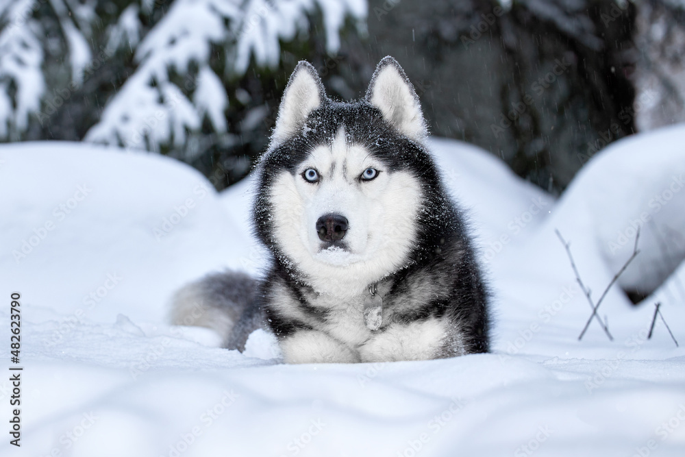 Naklejka premium Beautiful Siberian Husky dog in winter forest