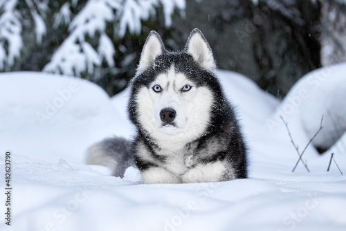Beautiful Siberian Husky dog in winter forest