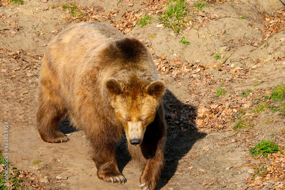 Beautiful brown bear close-up in the forest. Wildlife.