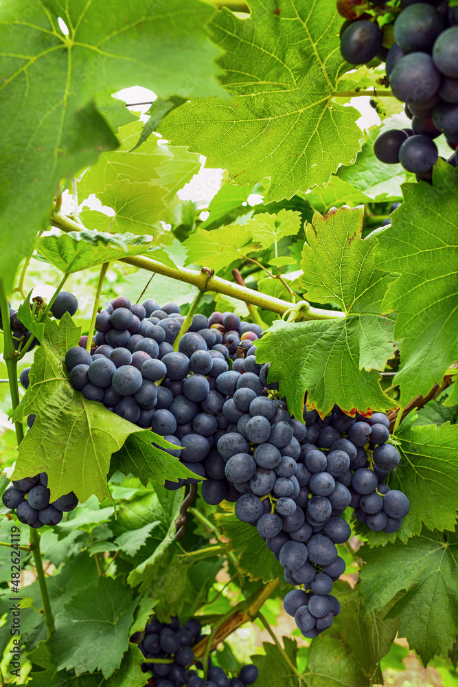 Blue grapes in summer time
