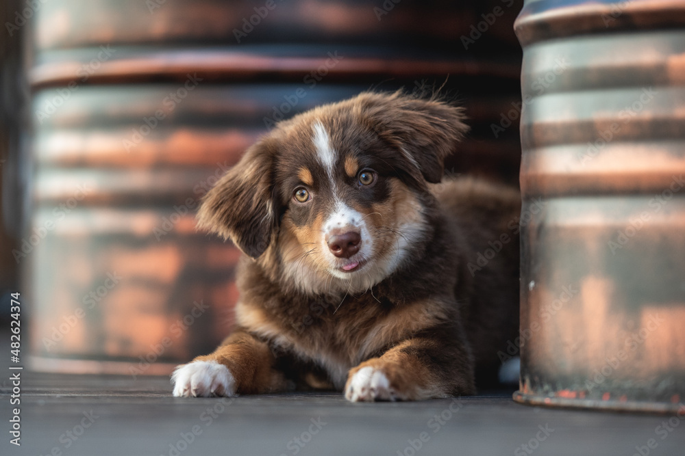A cute miniature Shepherd dog with yellow eyes and a white and chocolate lying among shiny red metal barrels against the backdrop of an urban landscape. decor. Stock-foto