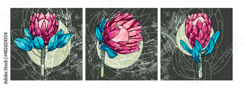 Hand drawn banner with protea.