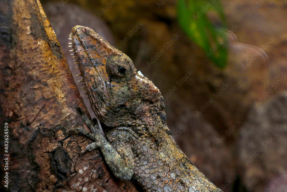 A beautiful chameleon sits on a tree branch. Merges with nature.