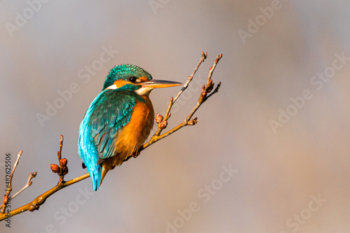 Common Kingfisher on a branch in the morning light