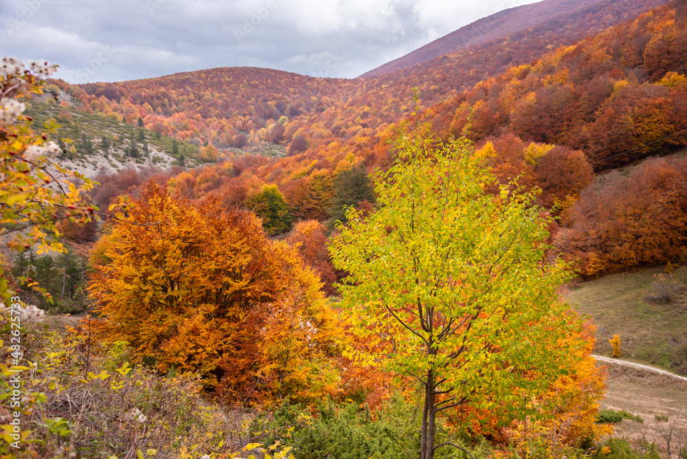 Autumn seasonal landscape with colorful trees and fogliage