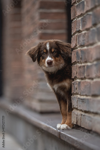 A cute miniature Australian Shepherd dog with yellow eyes and a white and chocolate muzzle sitting among brick walls against the background of a cityscape