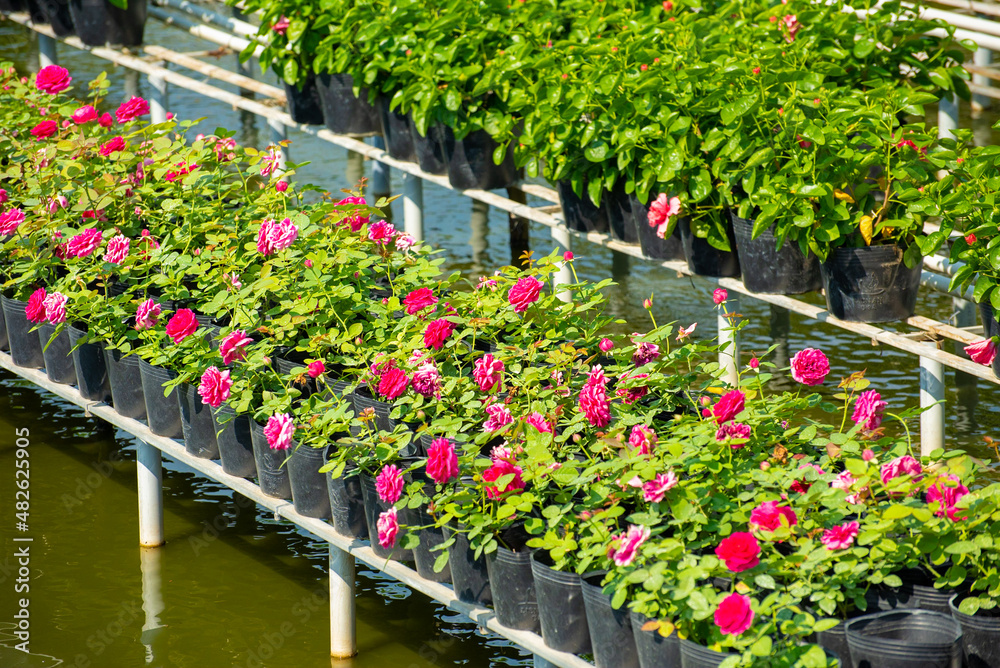 Royalty high quality free stock image. Beautiful rose flower blooming in the garden Royalty high quality free stock image. Beautiful rose flower blooming in the garden