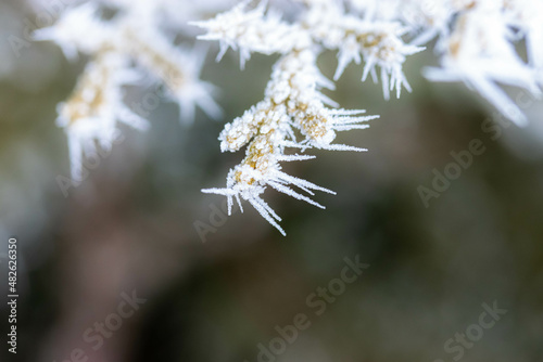 Branches covered with spiky ice frost close-up photo in winter.