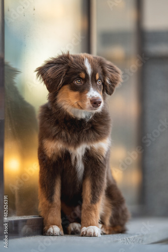 A cute miniature Australian Shepherd dog with yellow eyes and a white and chocolate muzzle sitting on a stone tile near a glass wall reflecting the city lights. Urban landscape