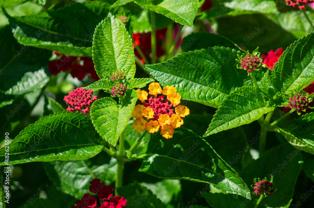 red and yellow flowers red and yellow flowers