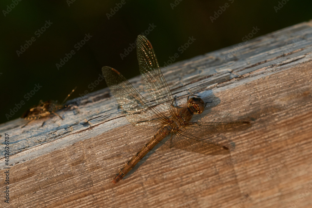 Große Heidelibelle (Sympetrum striolatum) Weibchen Große Heidelibelle (Sympetrum striolatum) Weibchen