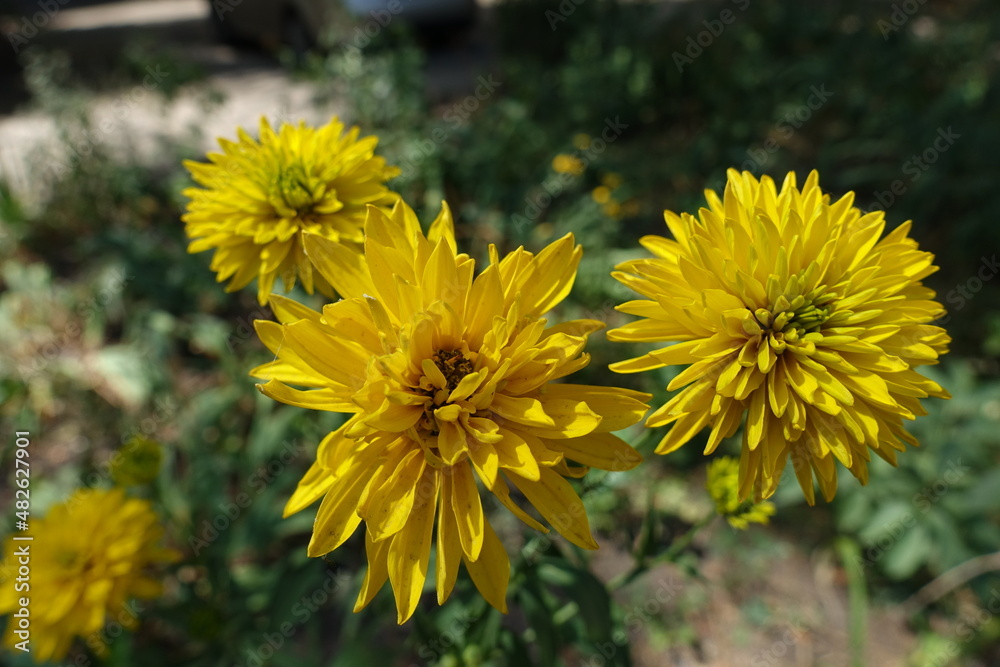 Four yellow flowers of Rudbeckia laciniata Goldquelle in July Four yellow flowers of Rudbeckia laciniata Goldquelle in July