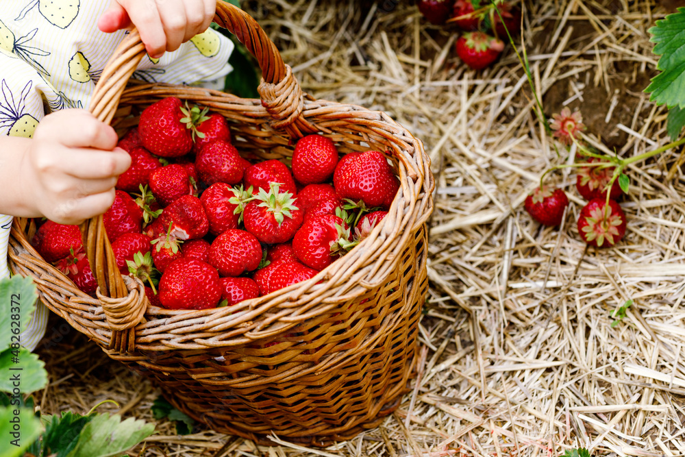 Closeup of little toddler girl picking and eating healthy strawberries on organic berry farm in summer, on sunny day. Child helps. Kid on strawberry plantation field, ripe red berries. Closeup of little toddler girl picking and eating healthy strawberries on organic berry farm in summer, on sunny day. Child helps. Kid on strawberry plantation field, ripe red berries.