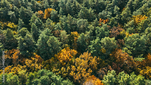 Aerial top view of large autumn forest with yellow and green leaves on trees