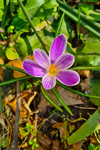 Top view of the blooming crocus in the spring in the mountains.