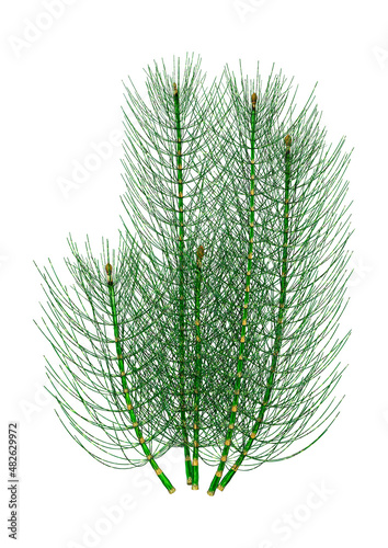 3D Rendering Common Horsetail on White