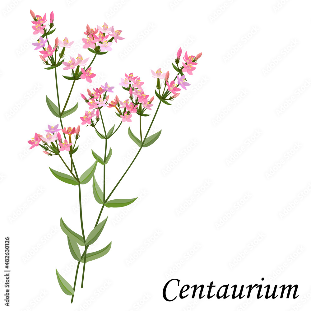 Centaurium (Centaury) medicinal plant, vector illustration.