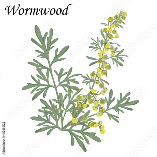 Artemisia absinthium. Blooming Wormwood bush with yellow flowers, realistic vector illustration.