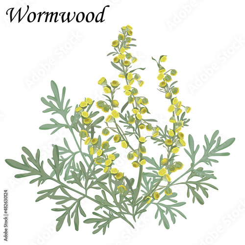 Wormwood (Artemisia absinthium) medicinal plant, vector illustration. photo