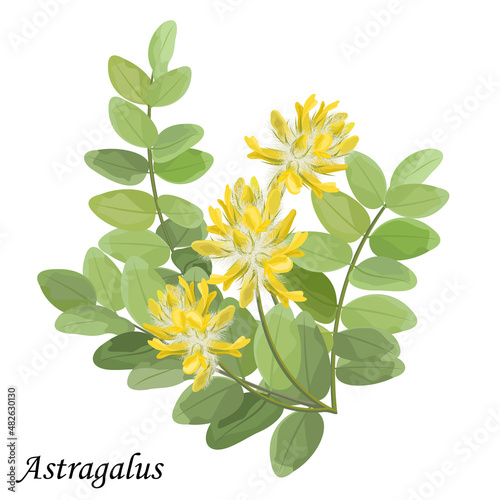 Astragalus dasyanthus branch with green leaves and fluffy yellow flowers, vector illustration. photo