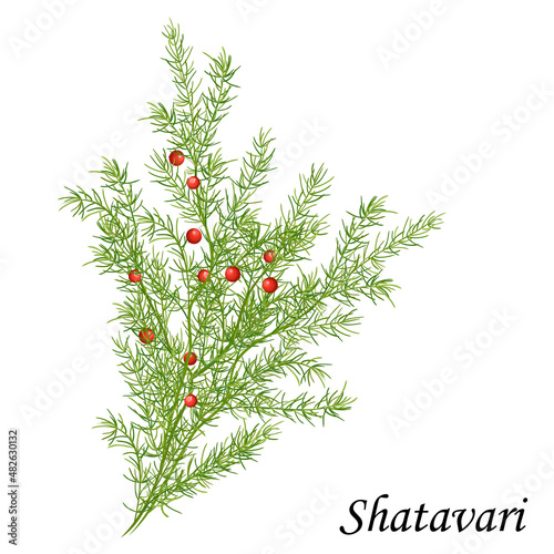 Shatavari (shatamull) with berries and leaves, vector illustration of medicinal plant. photo