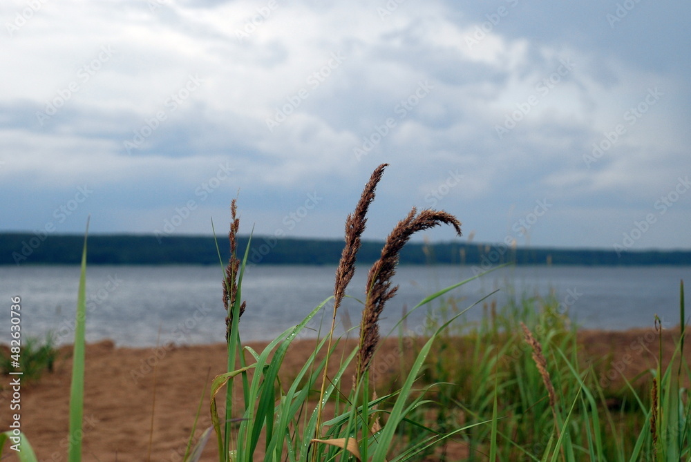 Reeds on the river bank. Tall cane shoots with seeds. Behind him is a wide river with blue water and a sky with white-gray clouds. On the green leaves of the reed drops of rain.