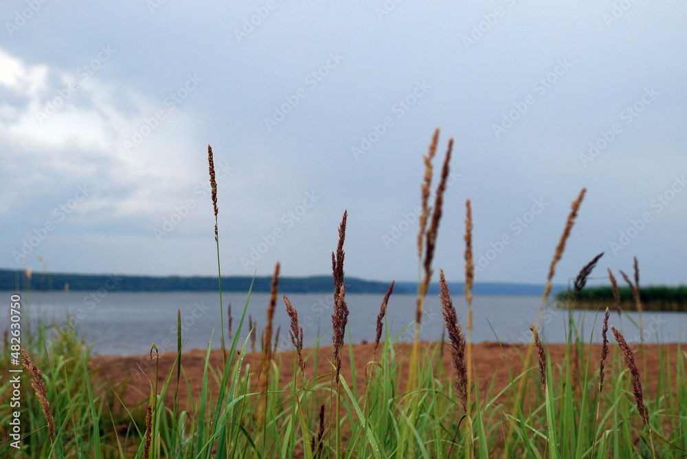 Reeds on the river bank. Tall cane shoots with seeds. Behind him is a wide river with blue water and a sky with white-gray clouds. On the green leaves of the reed drops of rain.