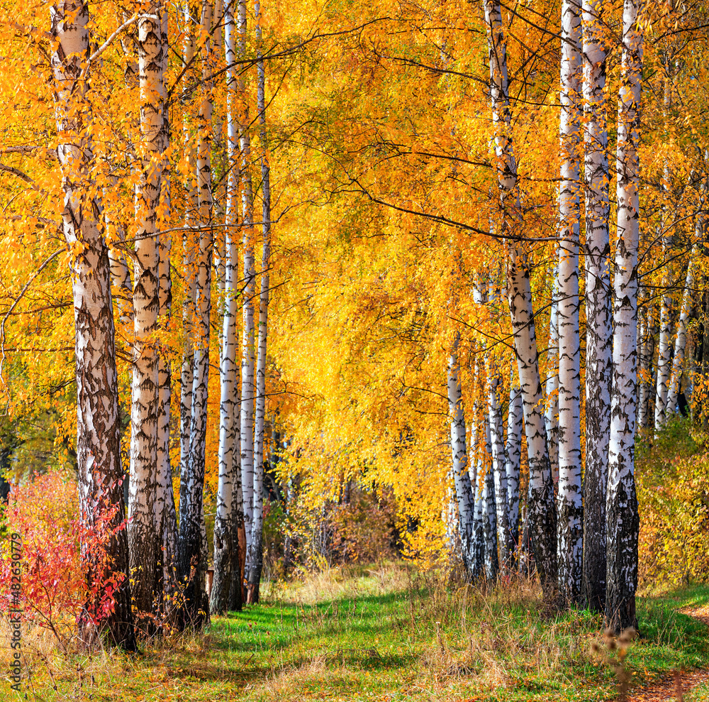 Birch grove in the form of an alley on sunny autumn day, beautiful landscape through foliage and tree trunks Birch grove in the form of an alley on sunny autumn day, beautiful landscape through foliage and tree trunks