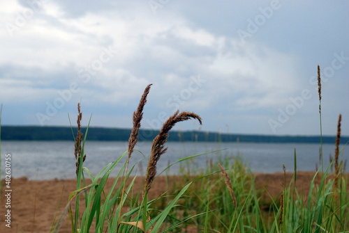 Reeds on the river bank. Tall cane shoots with seeds. Behind him is a wide river with blue water and a sky with white-gray clouds. On the green leaves of the reed drops of rain.