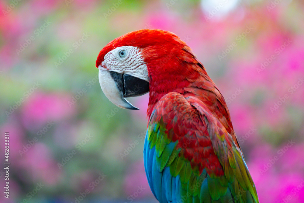 animal bird Red Macaw with brued bokeh tree background