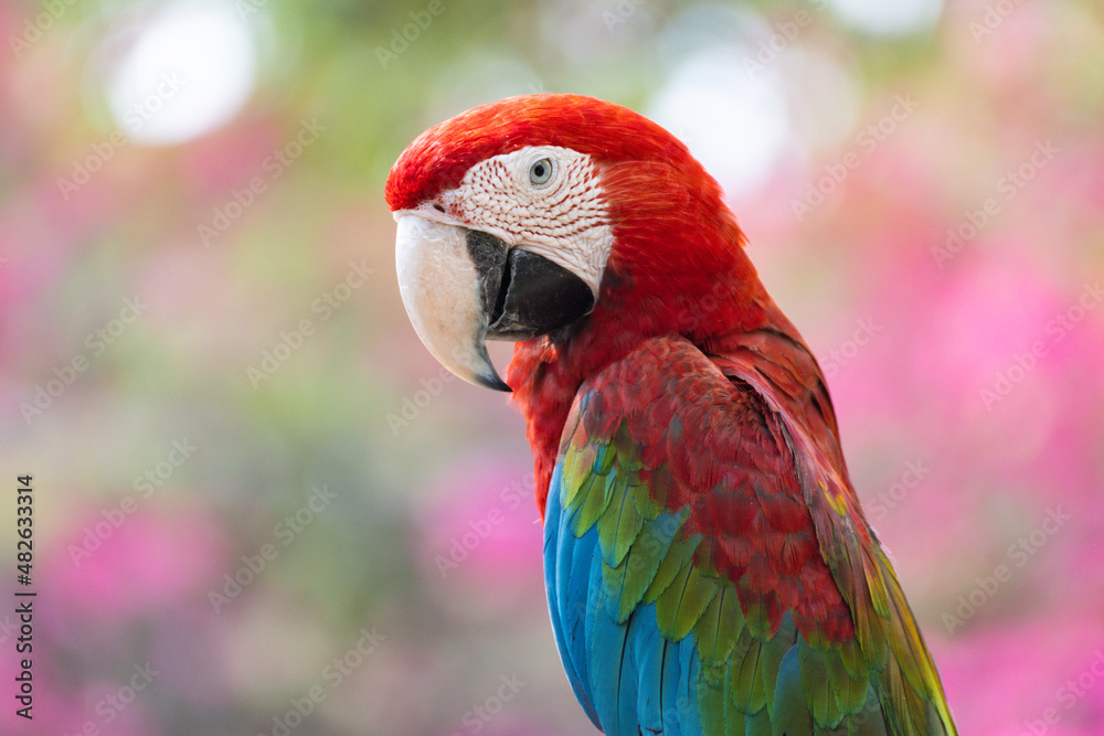 animal bird Red Macaw with brued bokeh tree background