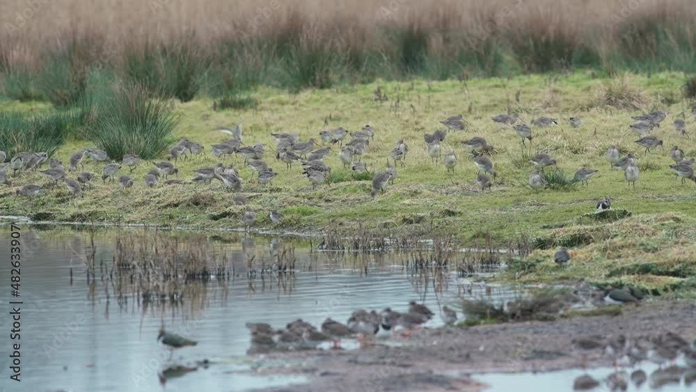 Black-tailed Godwit, Limosa limosa in the flight in environment at dawn Black-tailed Godwit, Limosa limosa in the flight in environment at dawn