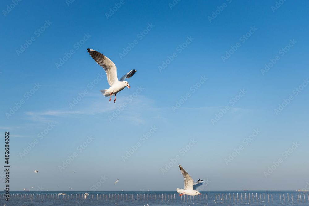 seagull moment beautiful action of wings flying freedom in the blue sky over the sea outdoor landscape. seagull moment beautiful action of wings flying freedom in the blue sky over the sea outdoor landscape.
