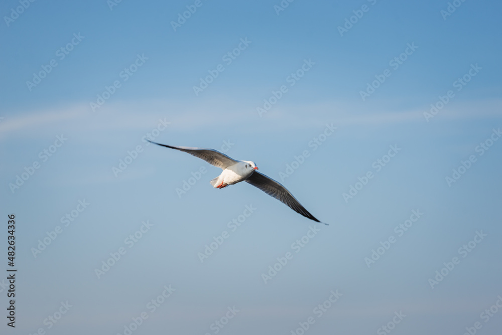 seagull moment beautiful action of wings flying freedom in the blue sky over the sea outdoor landscape.