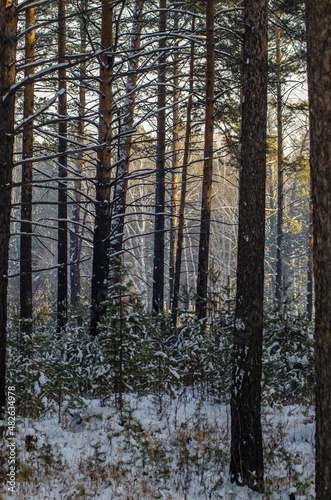 forest in winter