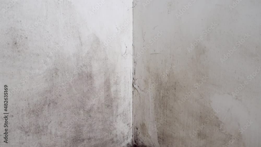 Mold in the house. Black mold on the walls. The apartment is located in