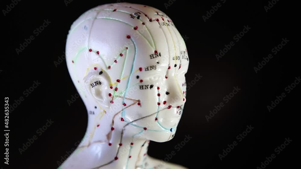 Mannequin rotation with acupuncture points and meridians.