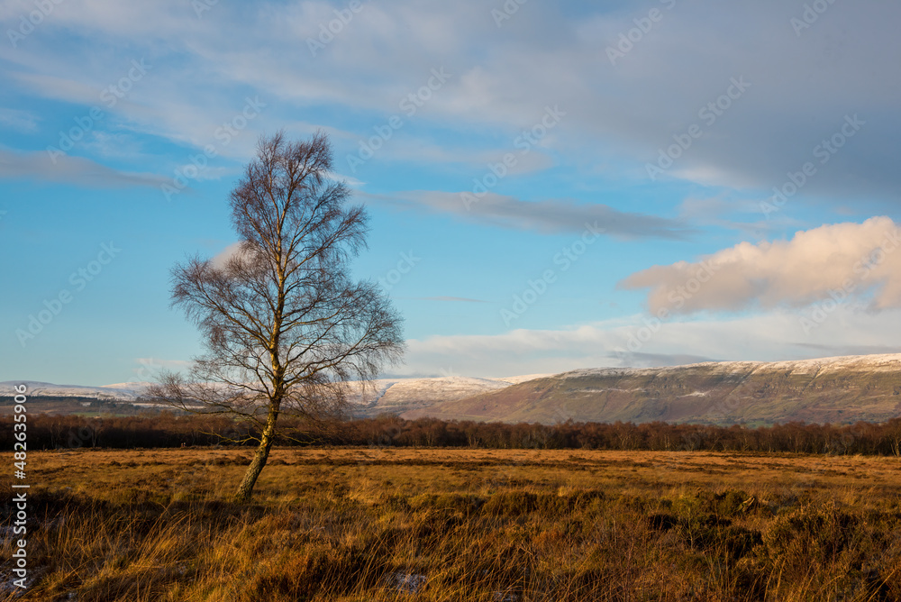 Tree in nature park with Camspie Hill in background. 
