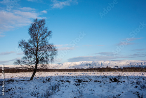 Snow covered trees with Campsie Hills in background.  Central Scotland.  photo