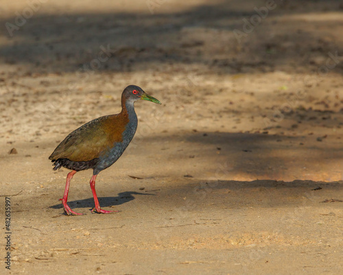 A red-eyed bird wandering around the road