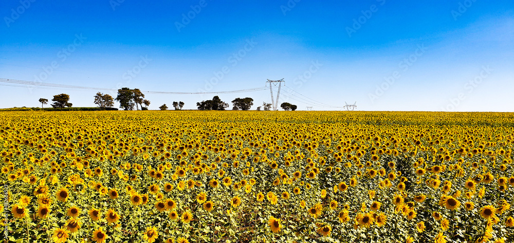 Obraz premium sunflowers in the field