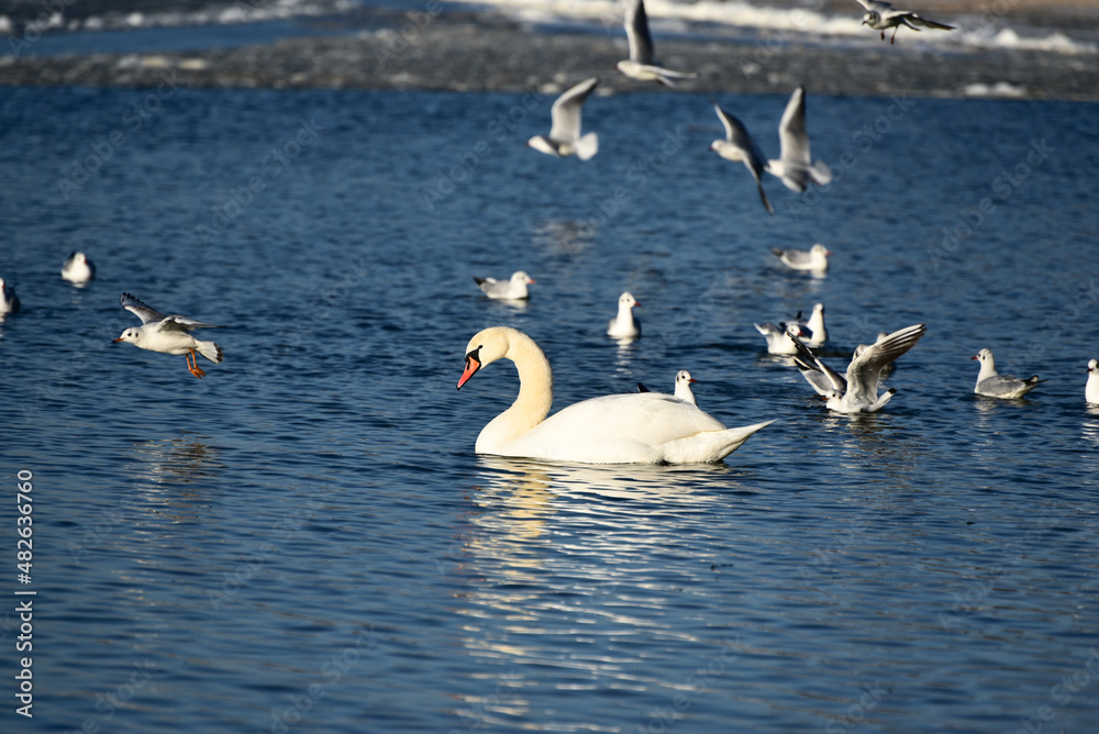 White swan floating the pond in winter time,elegance in wild bird White swan floating the pond in winter time,elegance in wild bird