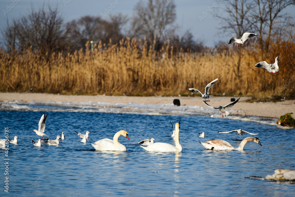 White swans floating in the pond in winter time,elegance in wild bird, beautiful nature photo