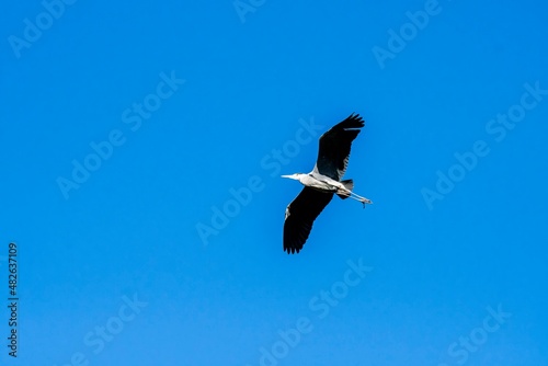 gray heron landing on a tree