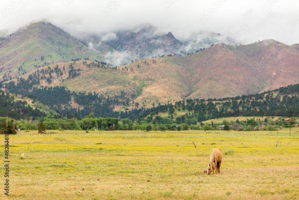 Colorado Rockies