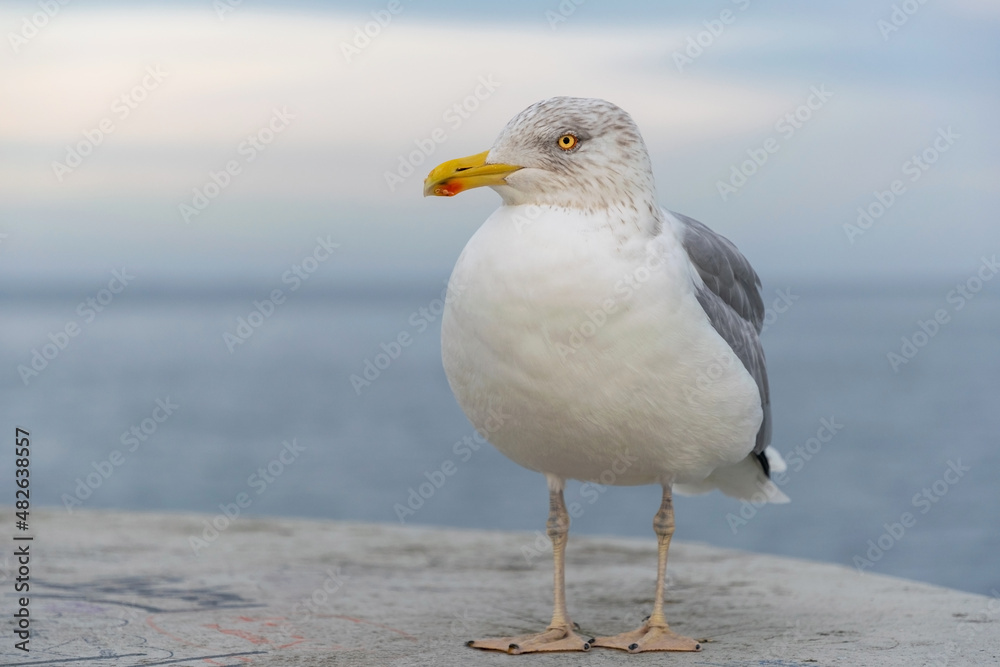 Sea gull on the coast of the winter Baltic Sea Sea gull on the coast of the winter Baltic Sea