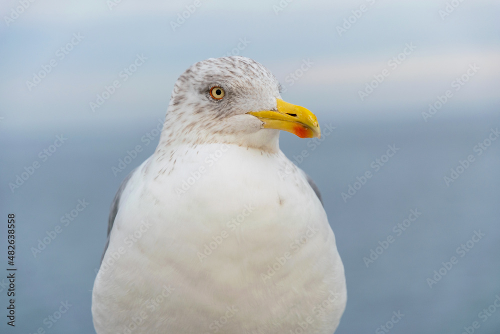 Sea gull on the coast of the winter Baltic Sea Sea gull on the coast of the winter Baltic Sea