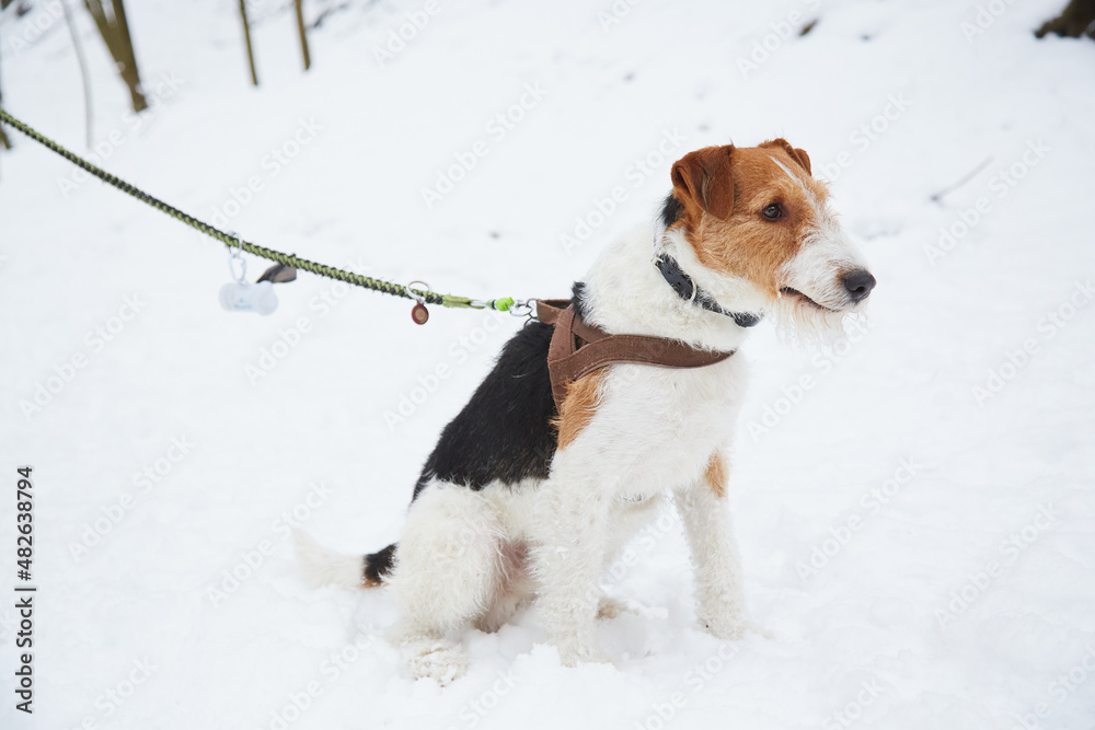 Zabawy z psem na sniegu - obrazy, fototapety, plakaty 