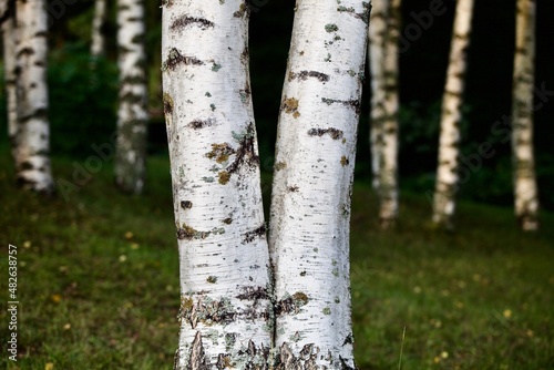 White birch tree trunks in focus on a blurry dark background. White Birch tree trunks on a sunny summer day. Birch trees in the bright light of sunset close-up. Birch tree trunk texture close-up.