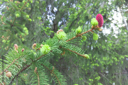 A flowering branch of a spruce with a red cone.